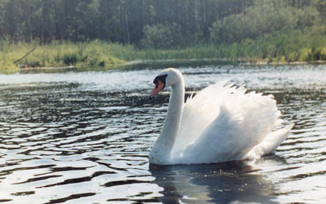 Photo_113